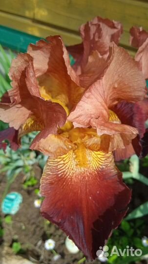 Ирисы бородатые сортовые