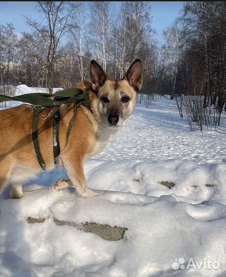 Спасите Дейзи из приюта