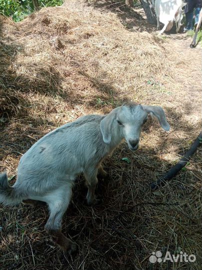 Коза нубийская