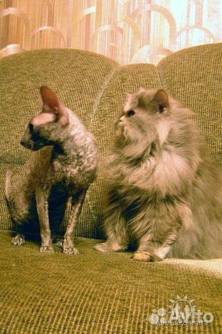 Передержка кошек и котов