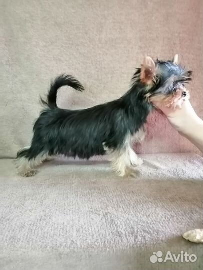 Йоркширский терьер