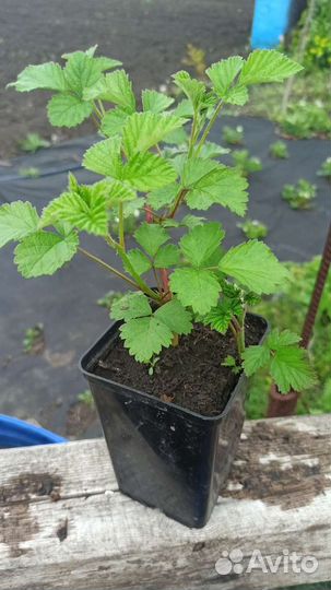 Малина Ред Даймонд