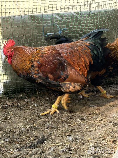 Петух кучинский юбилейный, окаймленный