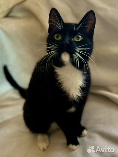 Котенок в добрые руки