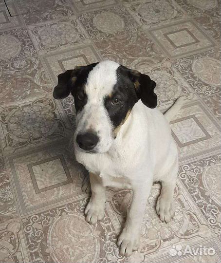 Отдаю щенков в добрые руки