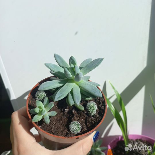 Суккулент эхеверия