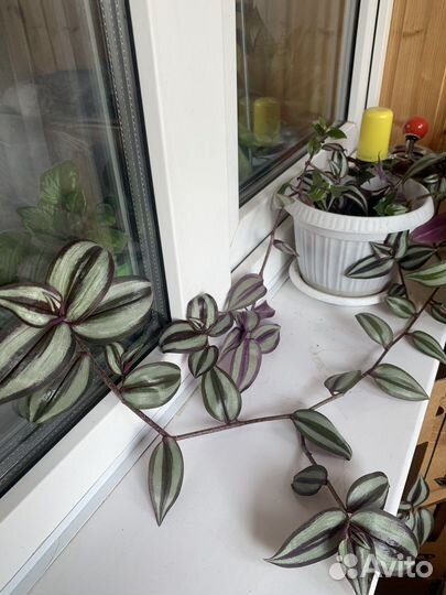 Традесканция зебрина