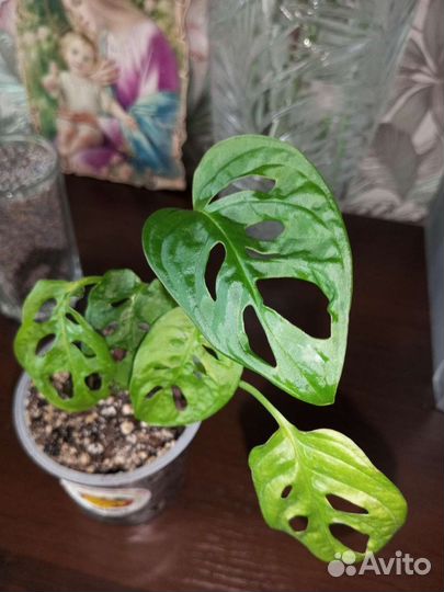 Монстера Манки Маск