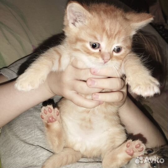 Отдам котят в добрые руки