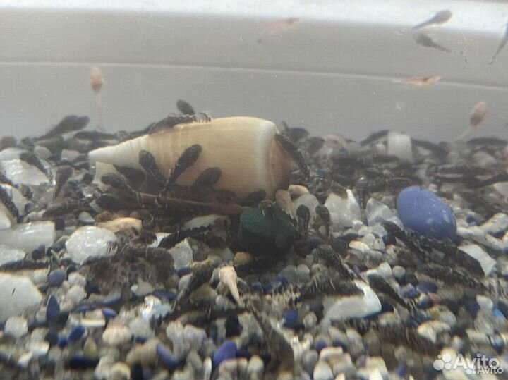 Анциструс Кревека вишня Криптокорина Ампулярии