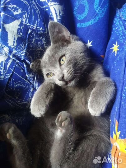 Сибирская голубая