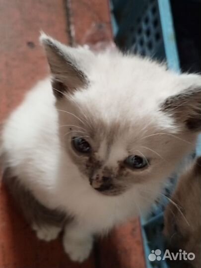 Котята в добрые руки бесплатно