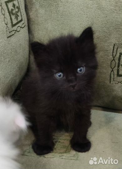 Отдам беслатно котят в добрые руки