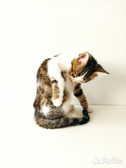Котята отдам даром