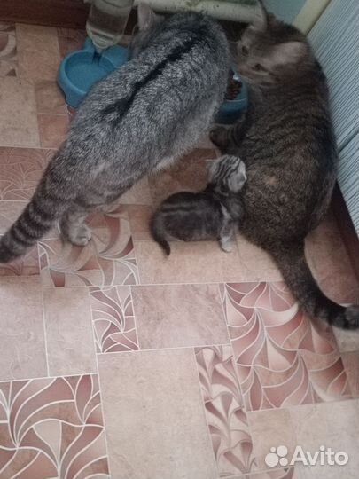Отдам кота в добрые руки