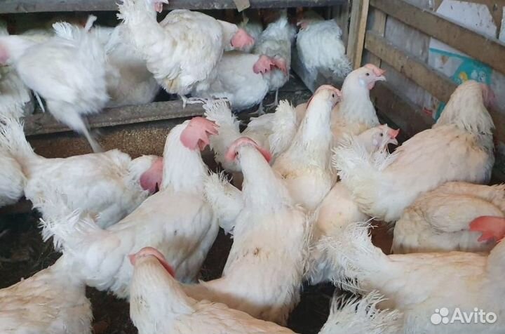 Куры несушки