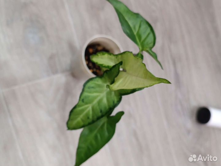 Цветы.Смотрите фото в профиле