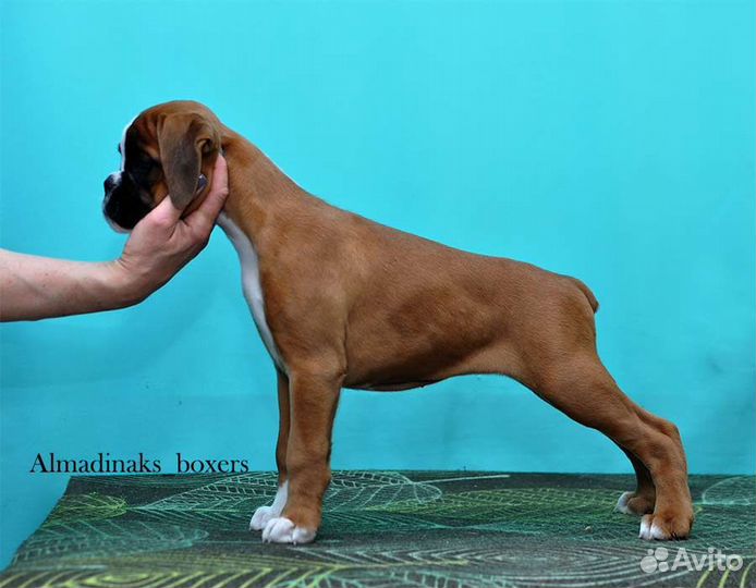 Щенки бокера
