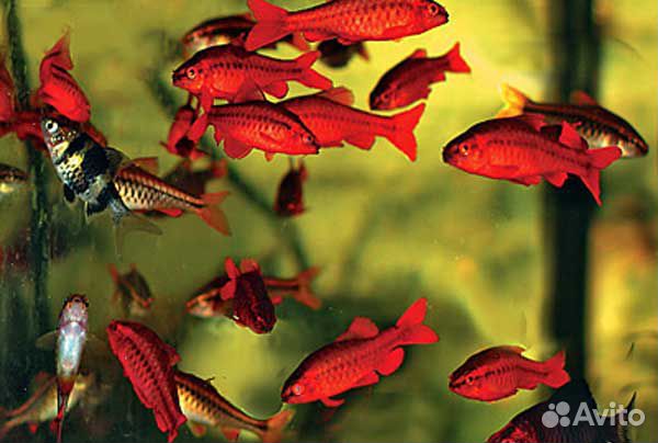 Барбус вишневый. Аквариумные рыбки. Аквариум