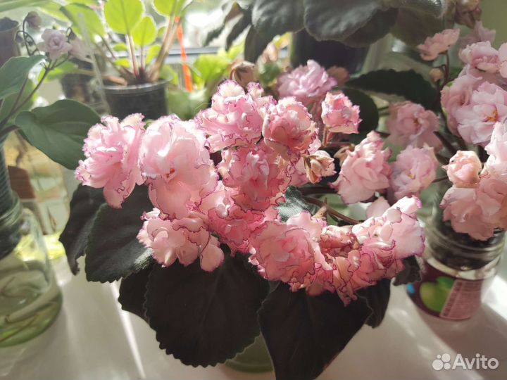 Укорененные листики фиалок