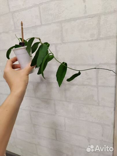 Продаю подрощенные хойи