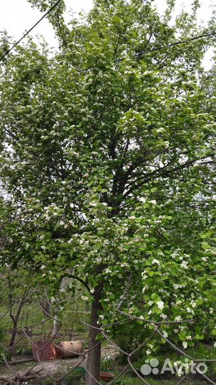 Саженцы боярышника