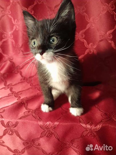 Котята норвежская лесная