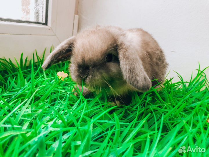 Мини карликовый кролик - вислоухий королевский