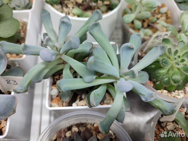 Суккуленты