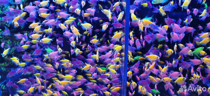 Продам рыбок аквариумных