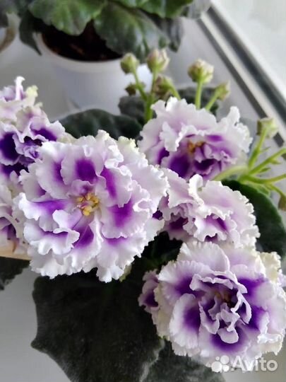 Фиалка листочки