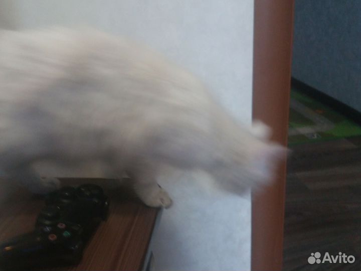 Белый пушистый кот