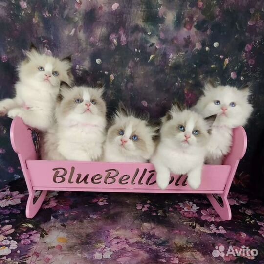 Лапочки рэгдолл, 2 мес, родословные