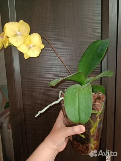 Фаленопсис биг лип