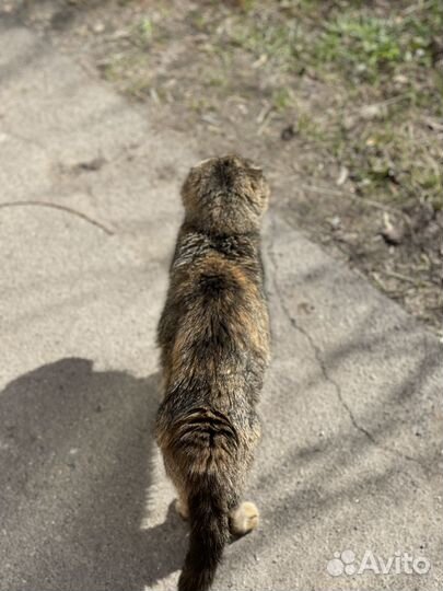 Кошка вислоухая