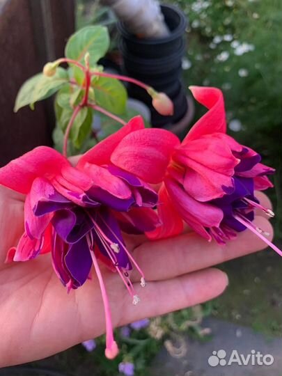 Фуксия сортовая, 250