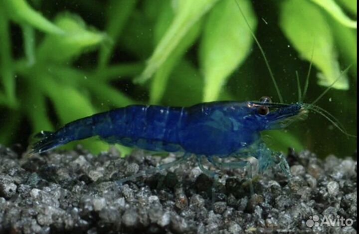 Креветка синяя blue dream