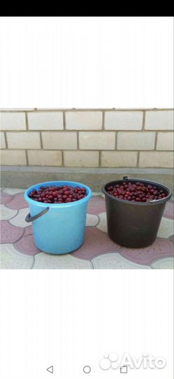 Вишня свежая