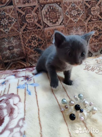 Кошка Матрёна