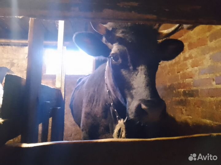 Корова стельная дойная