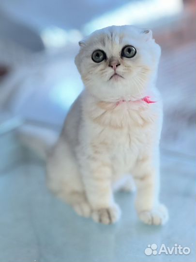 Шотландсие котята