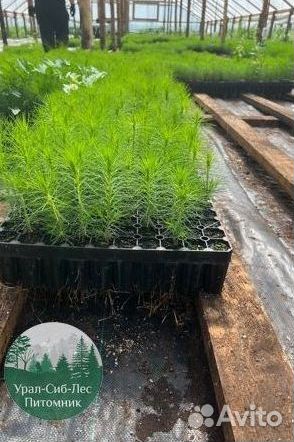Сеянцы зкс Сосна окс Ель Лиственница Горная