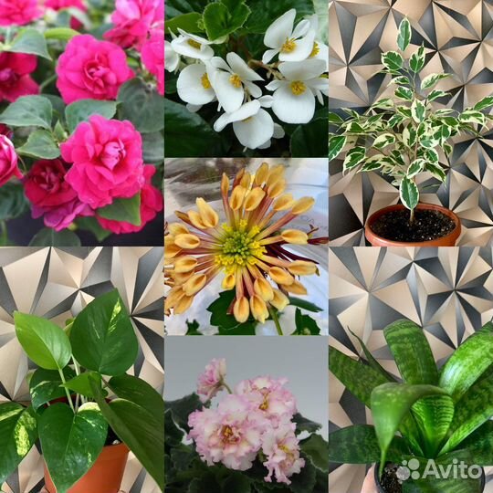 Отростки комнатных цветов