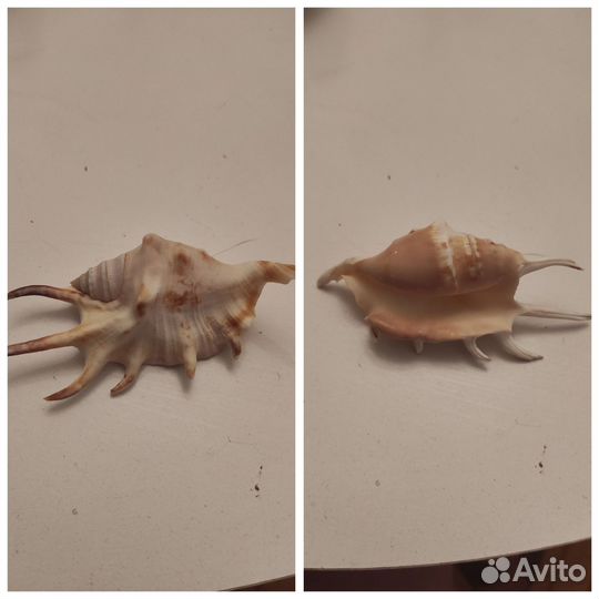 Ракушки, корабль из ракушек