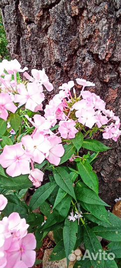 Флокс цвет яблони