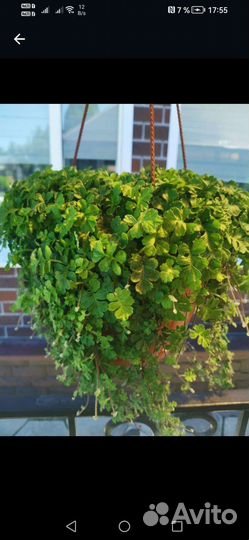 Растения для дома и сада