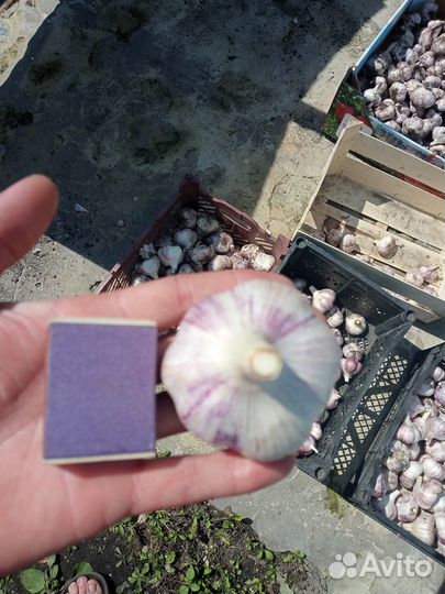 Чеснок озимый любаша