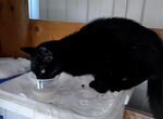 Черная кошка бездомная
