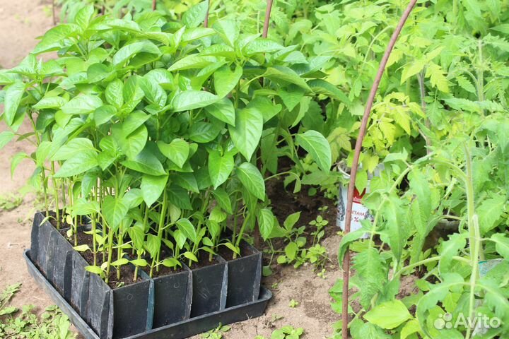 Рассада помидор и перца