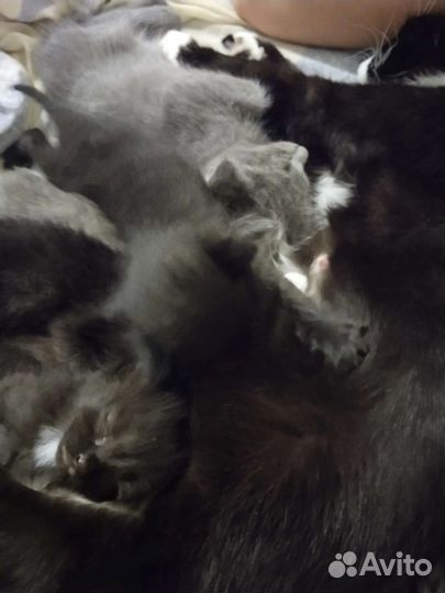 Кошка в дар